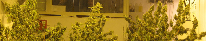 cultivation charges in Toronto